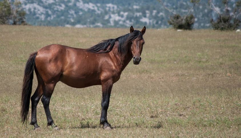 Dorsalgie cheval
